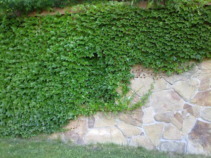 Виноград Вічі  (Veitchii) тривістряний [2-річний в контейнері]