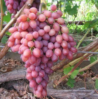 Виноград Віктор