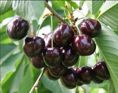 Вишня Шпанка [2-річний з відкритим коренем]