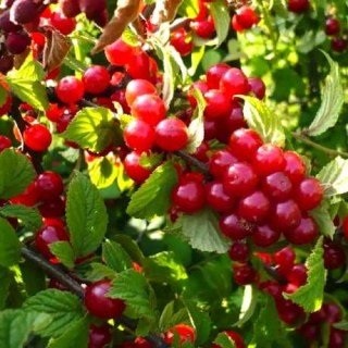 Вишня повстяна Аліса [1-річний з відкритим коренем]