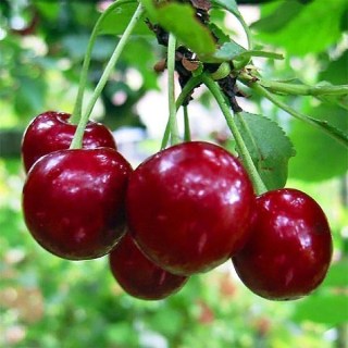 Вишня Лутівка [2-річний з відкритим коренем]