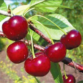 Вишня Слов'янка [2-річний з відкритим коренем]