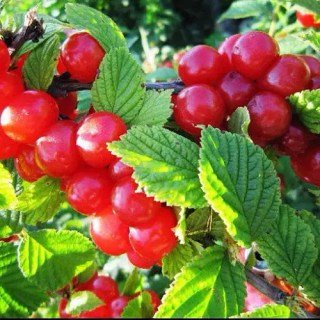 Вишня повстяна Захоплення [1-річний з відкритим коренем]