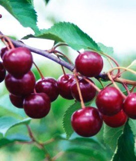 vishnya_kelleris-90167807746264