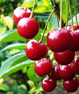 vishnya_rannyaya-2-95455612697535