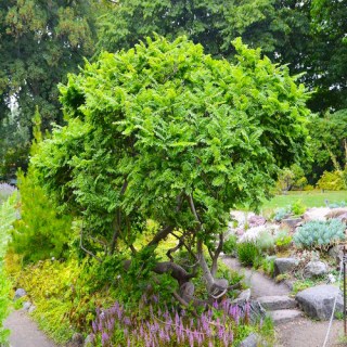 Вяз голландский карликовый Жаклин Хиллер (Jacqueline Hillier)