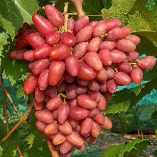 Виноград Азія Рожева