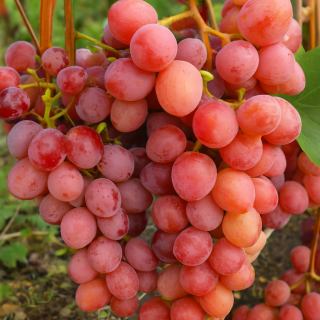 Виноград Кишмиш Банзай