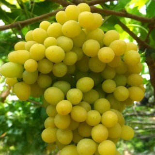 Виноград кишмиш Рататуй (Ratatouille seedless)