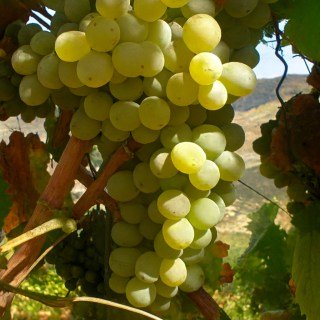 Виноград Сирія (Siria або Roupeiro)