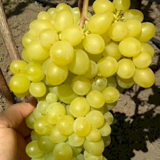 Виноград кишмиш Цимус
