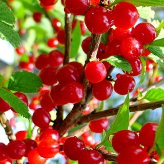 Вишня повстяна Вогник [1-річний з відкритим коренем]