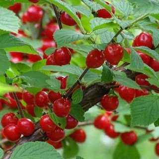 vyshnia-povstiana-vohnyk_02