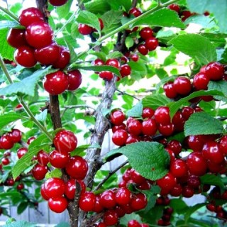 vyshnia-povstiana-vohnyk_03