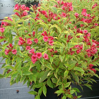 Вейгела квітуча Брігелла (Brigella)