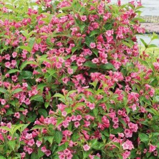 weigela-florida