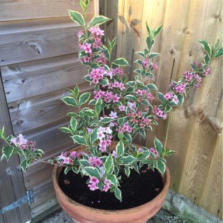weigela-nana-variegata-syn-weigela-elstead-weigela-variegated-nana