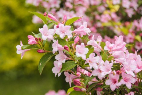 weigela-rosea-hedge-in-flower-1000x667-3222139963
