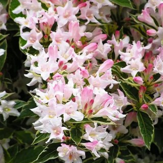 Вейгела квітуча Сплендід (Splendid)