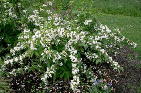 Вейгела Кандіда (Candida)