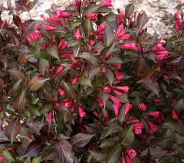 Вейгела Наомі Кемпбелл (Naomi Campbell)