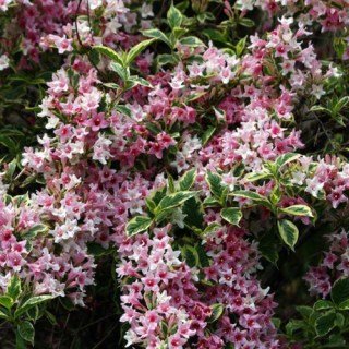 weigelia_nana_variegata5