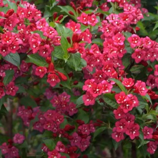 Вейгела Брістоль Рубі (Weigela Bristol Ruby)