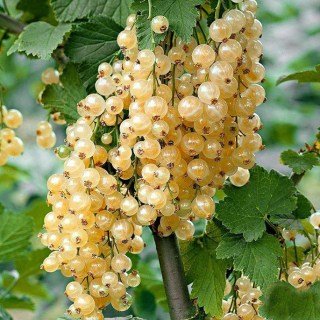 Біла смородина Уайт Холландер