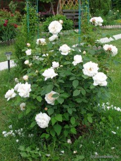 Троянда англійська Вінчестер Кафедрал (Winchester Cathedral) [контейнер 2л.]