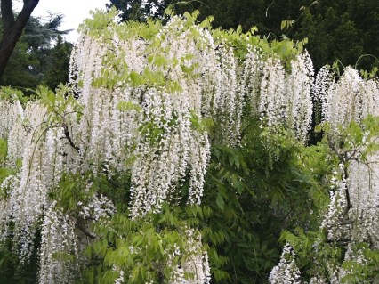Гліцинія (Вістерія) Лонгісима Альба (Longissima Alba)