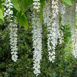 wisteria-floribunda-longissima-alba