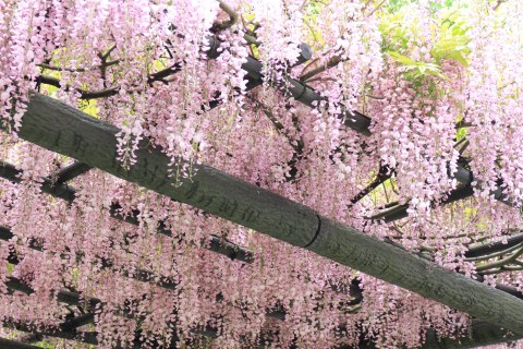 wisteria-floribunda-rosea