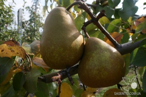 Груша Потомак [2-річна з відкритим коренем]
