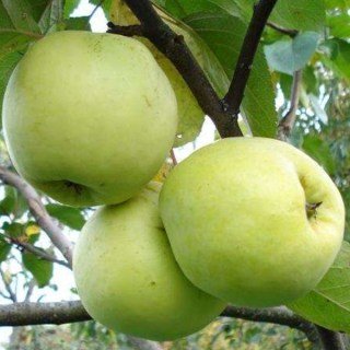 Яблуня Антонівка [1-річна з відкритим коренем]