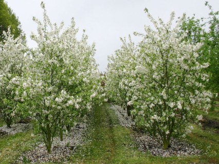 yablonya-dekorativnaya-ehverest-malus-evereste-derevya-ryadami