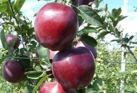 Яблуня Джеромін (Jeromine) [1-річна з відкритим коренем]