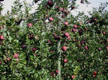 yablonya-dzheromini-04