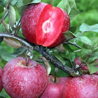 yablonya-dzheromini-06