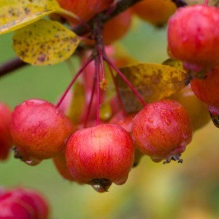 yablonya-everest-5-600x600