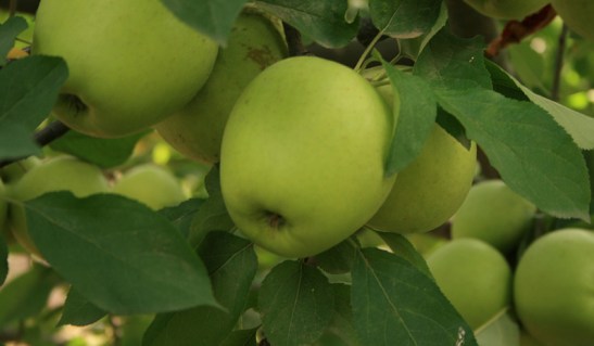 yablonya-golden-delishes-rejndzhers-jpg
