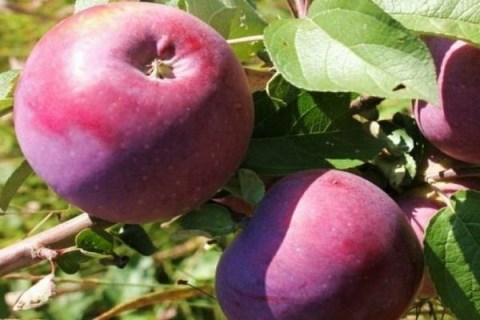 yablonya_vilyams_prajd2.EEP2q