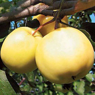 Яблуня Донешта [1-річна з відкритим коренем]