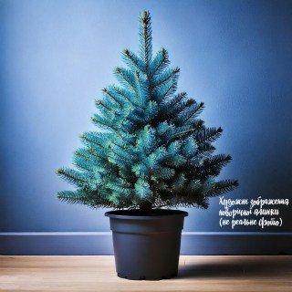 Ялинка жива новорічна у горщику Кейбаб [контейнер, не копана, 5 лет, 65см]