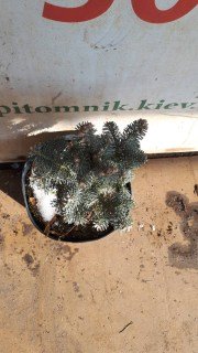 Реальні фото Ялиця Компакта контейнер С5