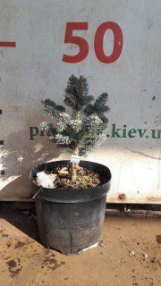 Реальні фото Ялиця Компакта контейнер С5