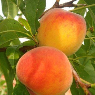 yxrwmsttj4fys0h_2b5b2d02