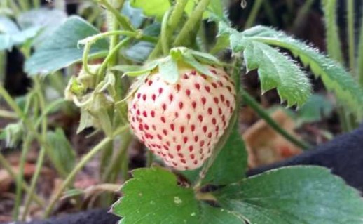 Полуниця біла Анабланка (Fragaria Anablanka)