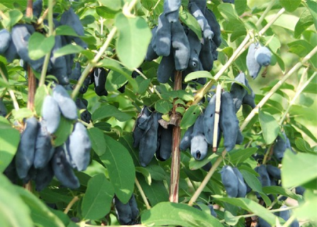 zhimolost-tatyana-153298734