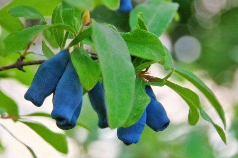 Жимолость їстівна сорт Вітамінна [1-річна, контейнер 0.5л]