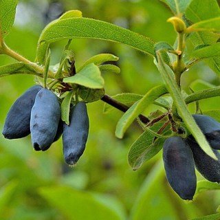 Жимолость їстівна Югана